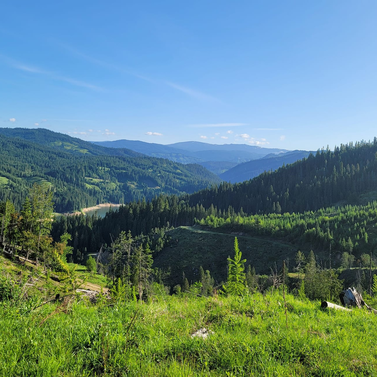 Forest Management